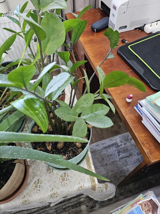 Продам комнатные цветы