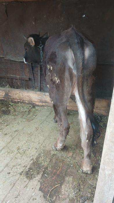 Продам      телку