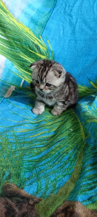 Шотландская вислоухая кошка