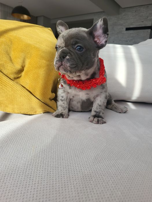 Bulldog francez blue merle