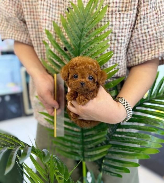 Pudel Poodle mini toy 2 luni