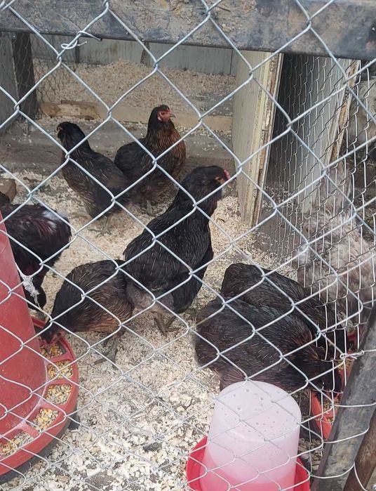 Oua Australorp Brahma Araucana Lakenvelder Mătase Wyandotte La fleche