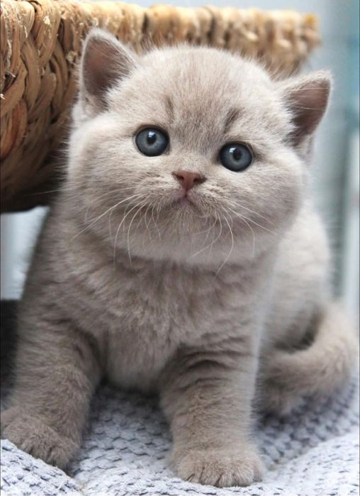 British shorthair pedigree