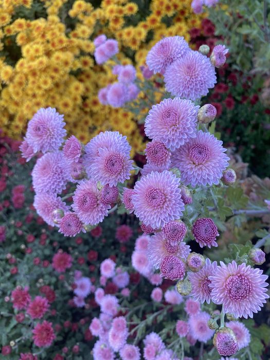 Местные садовые растения