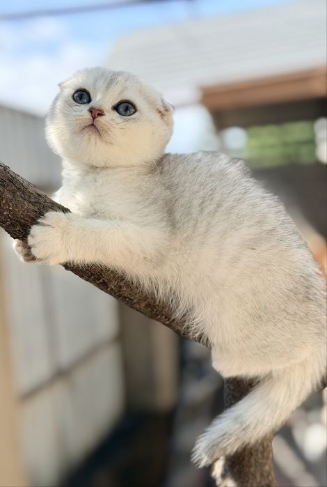 Котята с документами