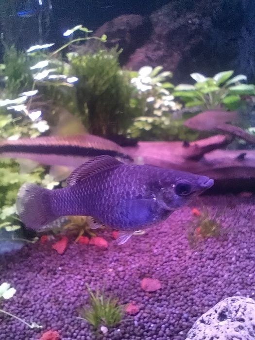 Аквариумные рыбки