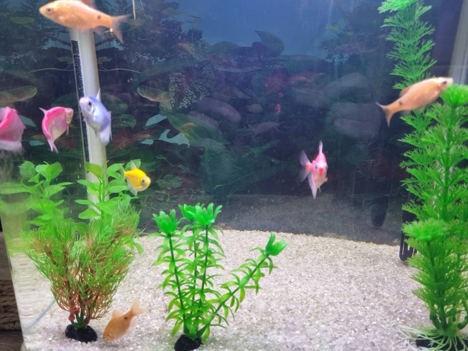 Аквариум с рибки