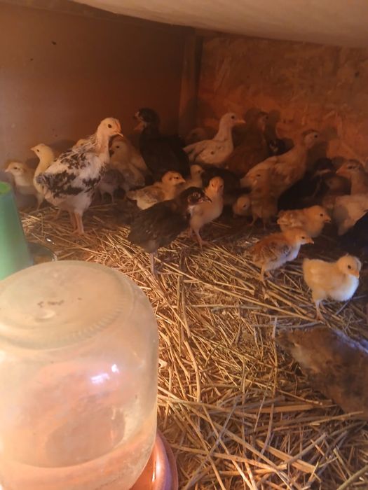 Шөже сатылады 1000тг ден