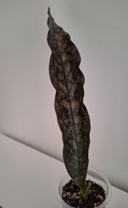 Сансевиерия (Sansevieria)