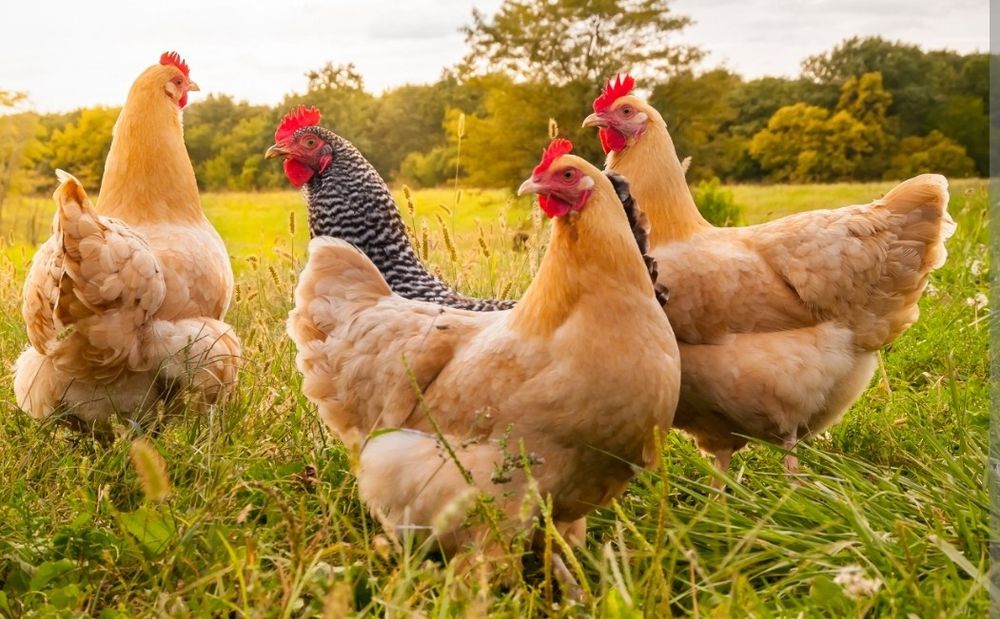 Продам домашних кур.