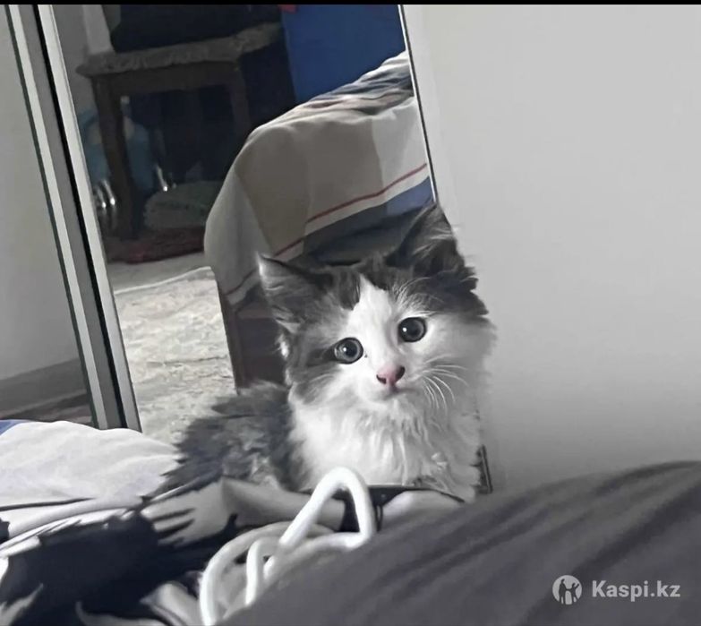 Котенка в хорошие руки