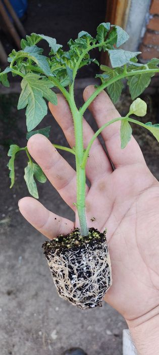 3️⃣0️⃣ Разсад Домати  3️⃣0️⃣цента