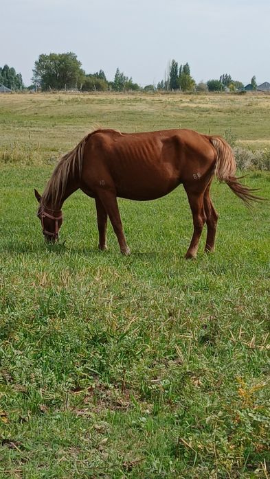 Көрсетілетін секс бейнелері