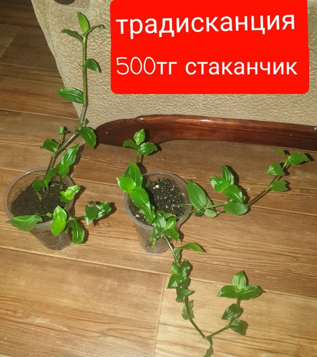 Продам комнатные растения