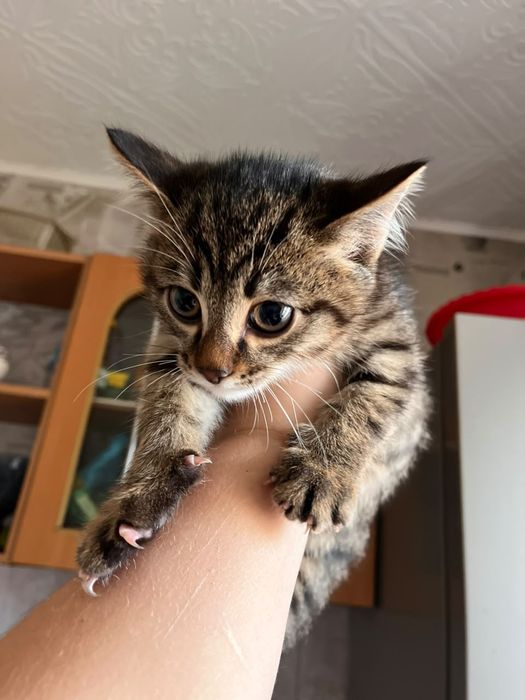 Отдам котёнка маленького