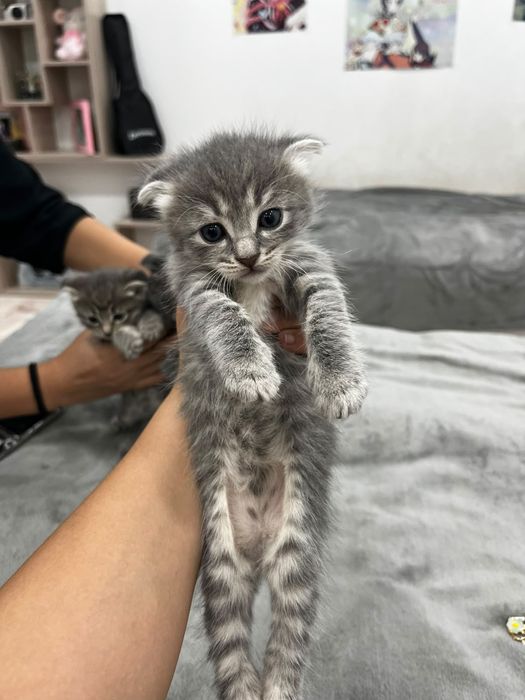 Отдам котят в хорошие руки