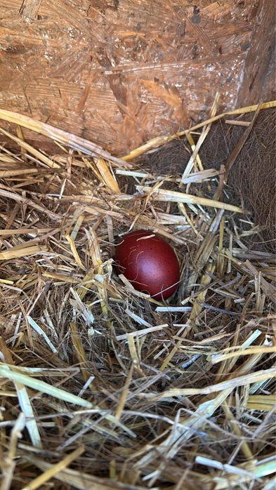 Oua Marans negru aramiu