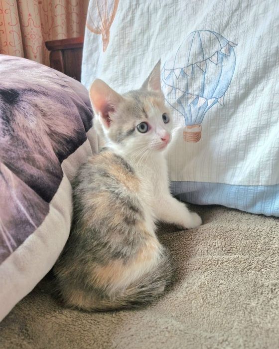 Продаются котята