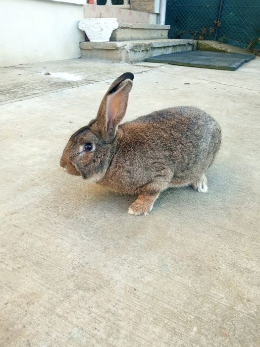 Iepure Uriaș German mascul