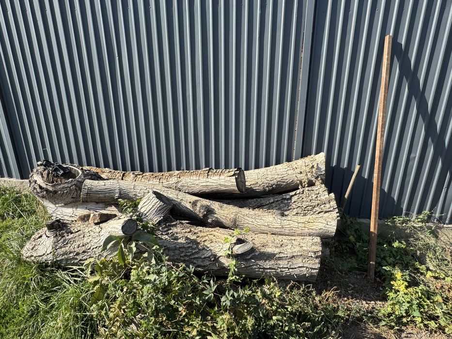 Корень ореха с брёвнами