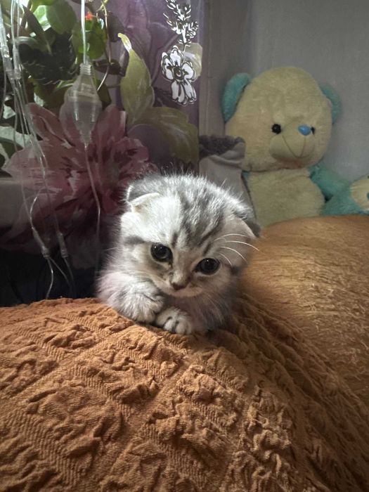 продам породистых котят