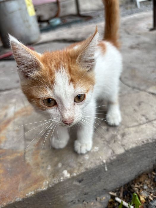 Отдам в добрые руки