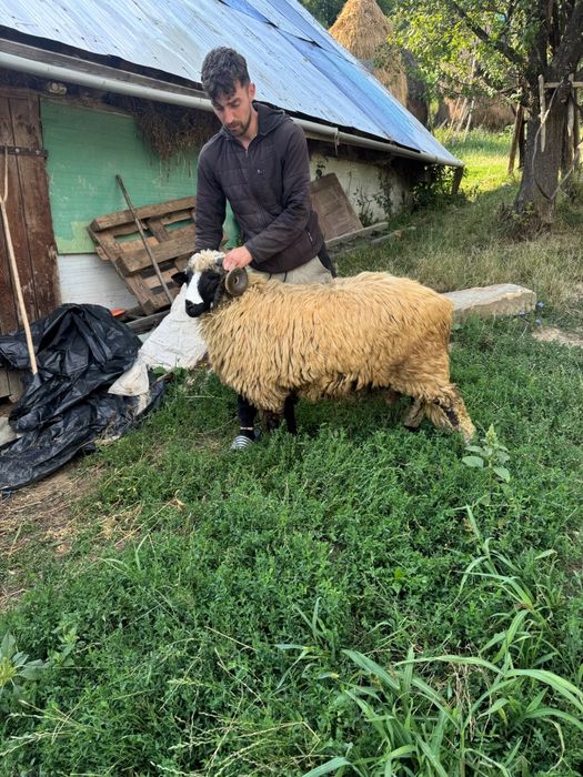 Mior de vanzare mai multe detali la tf