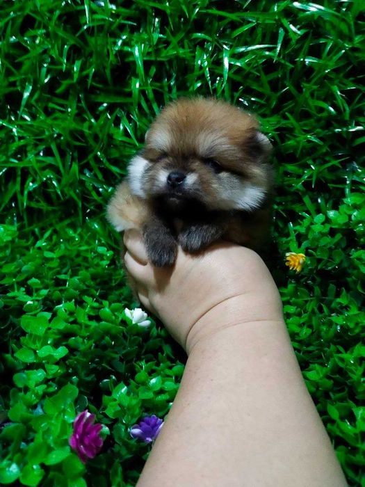 Померанский Шпиц