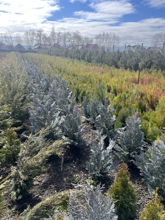 Tuia gard viu la cele mai mici preturi de pe piata