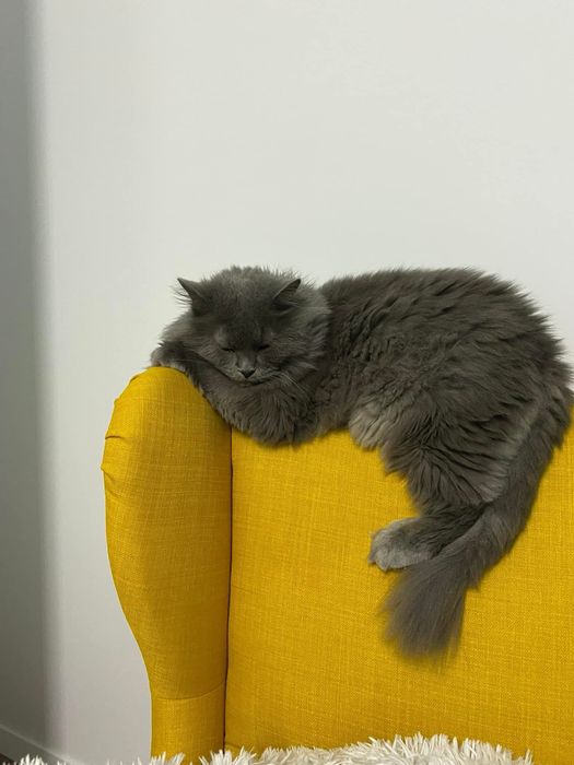 Donez motan Blue Russian