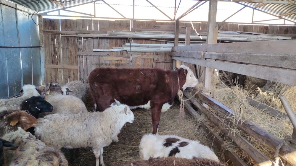 Подсос сатылады 400000 мын