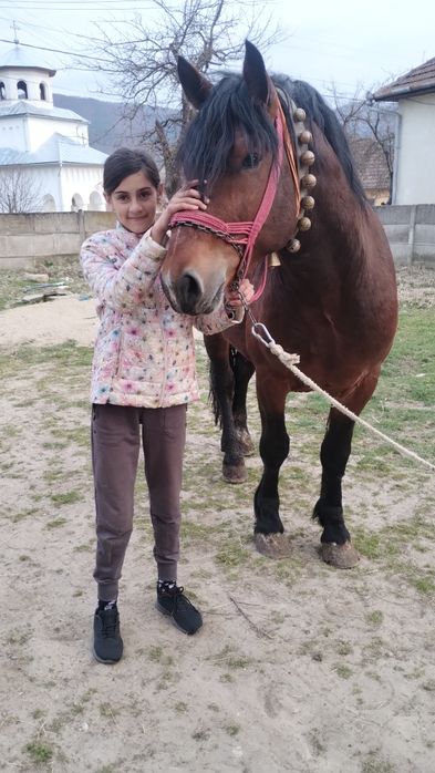 Vând mânz de 3 ani