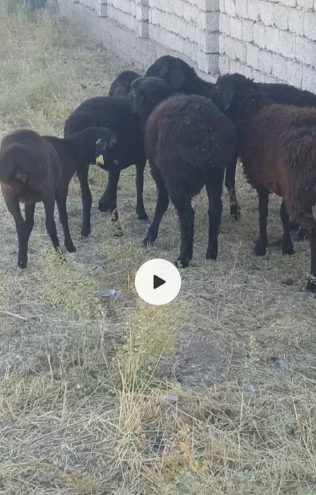 Қой, қошқар сатылады