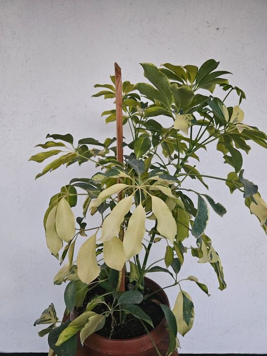 Комнатные цветы Молочай миля