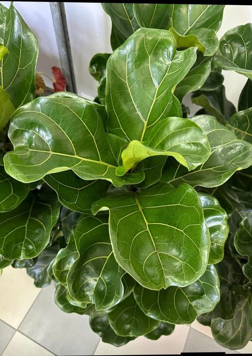 Цветя --Фикус лирата бамбино Исусов венец Еуфорбия