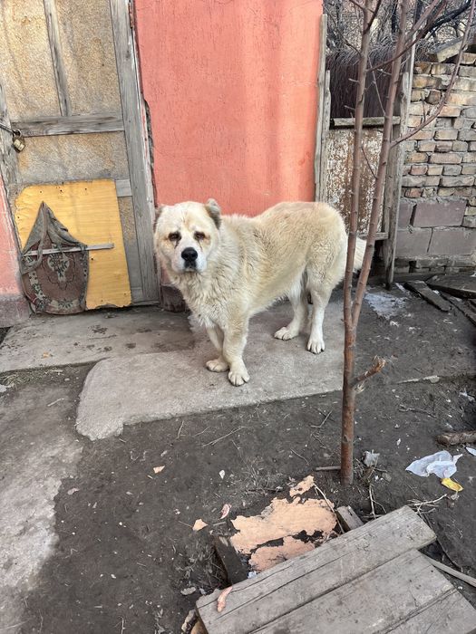 Алабай, 1,5 года, кобель