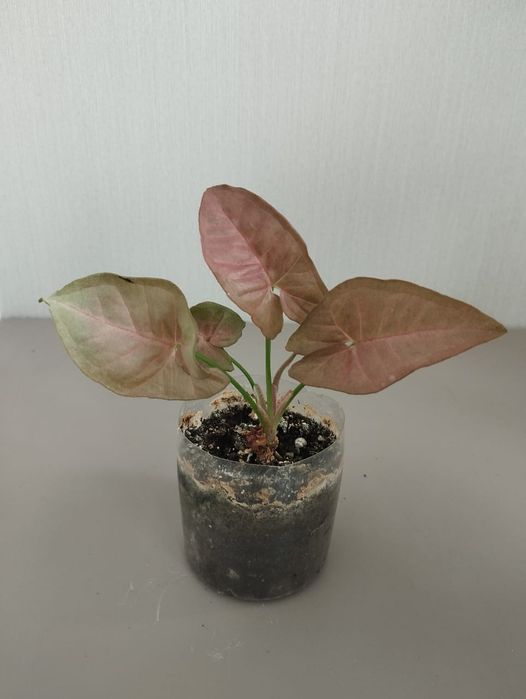 Сингониум Neon Robusta