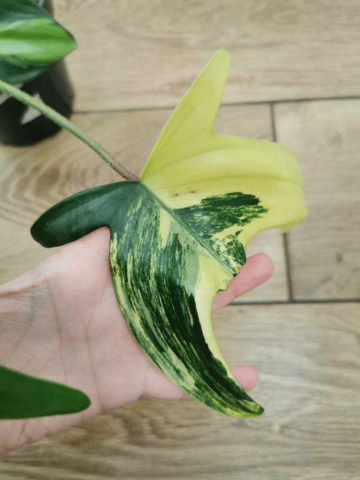 Philodendron Florida Beauty