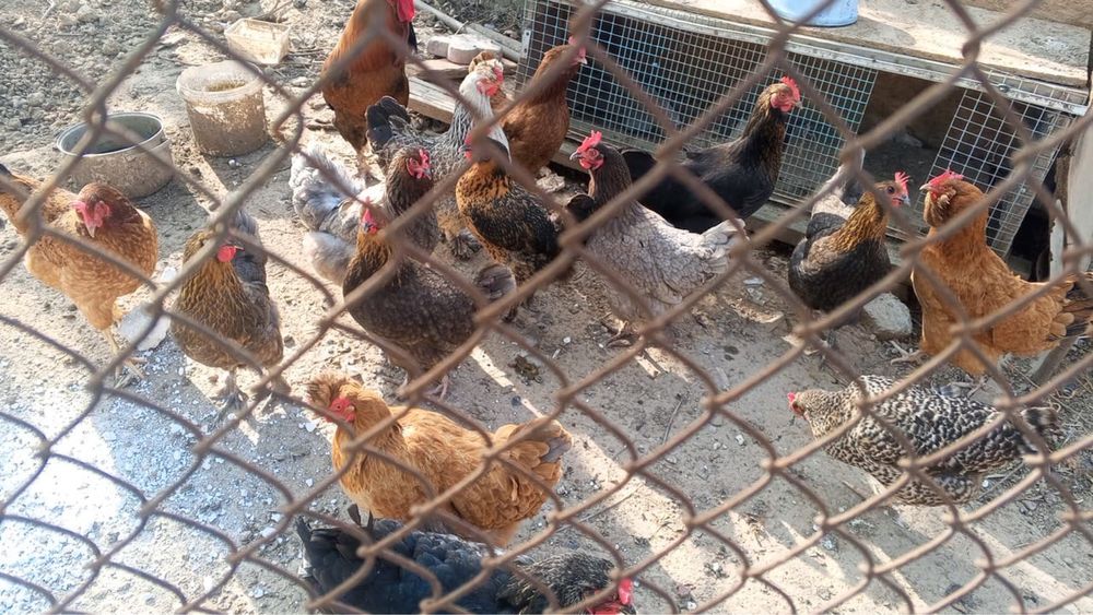 Яйцо  для инкубатора