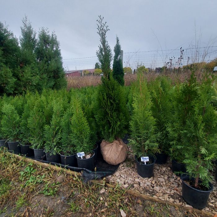Leylandii Gold Rider / Leylandii Auriu