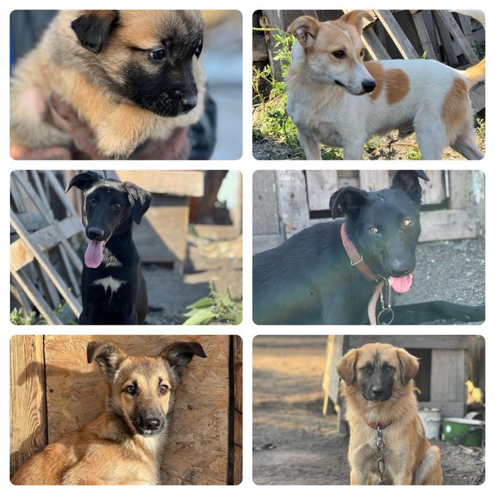 Собаки в хорошие руки