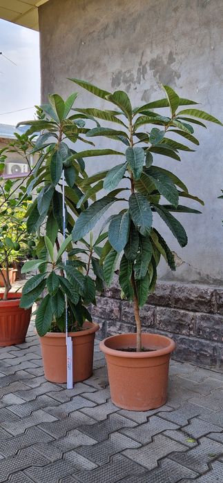 Продается Мушмула японская!