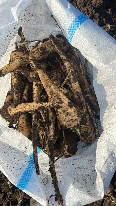 Parrunjel si pastarnac calitate cantitate si pret