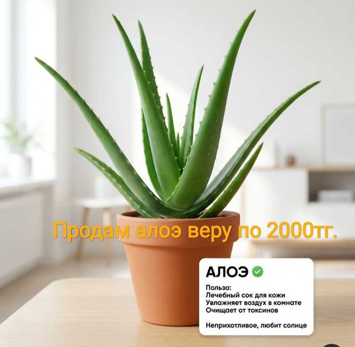 Алоэ вера лечебная