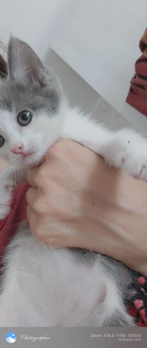 Котенок мальчик возраст