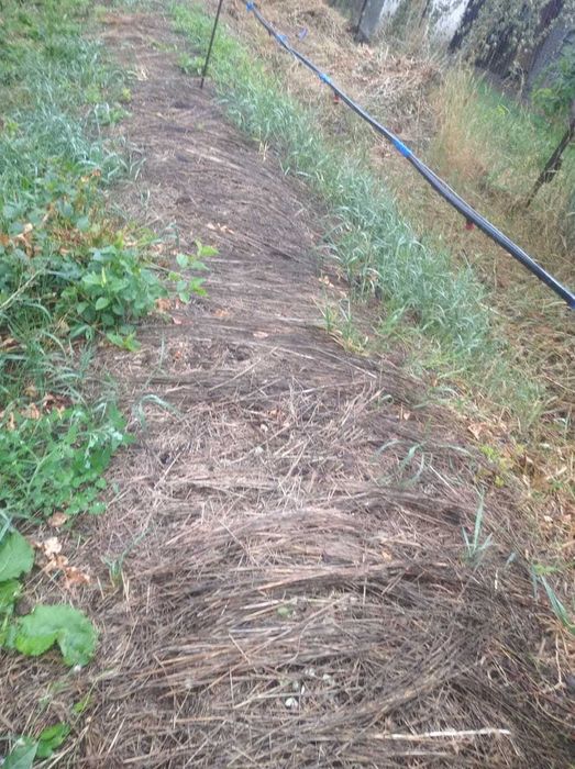 калифорнийские черви