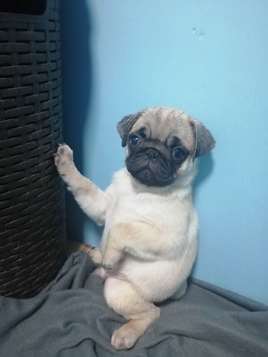 Чуда малышимопсята