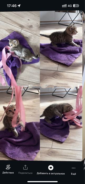 котеноккк , кошкаа