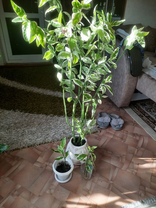 Продам комнатные цветы