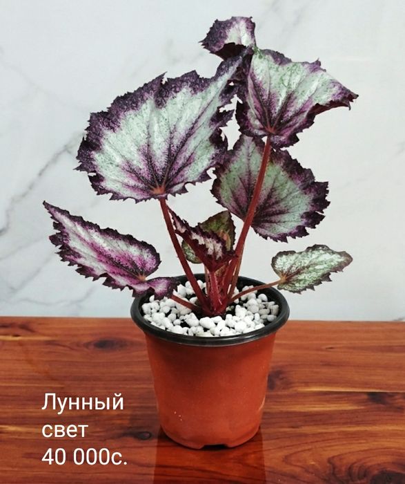 Молоденькие сортовые бегонии.